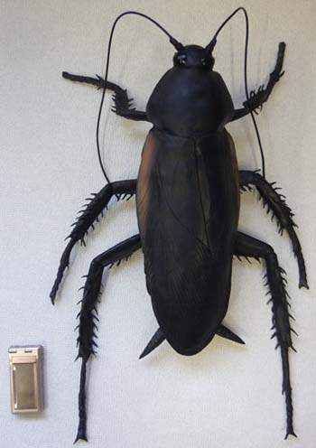 巨大蟑螂包,可怕周边,昆虫
