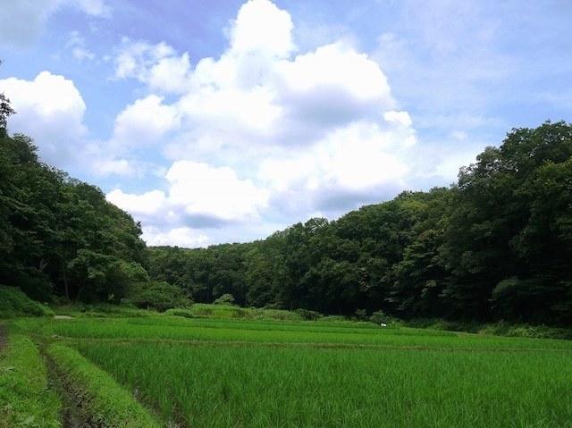 吉卜力电影,宫崎骏,动画风景