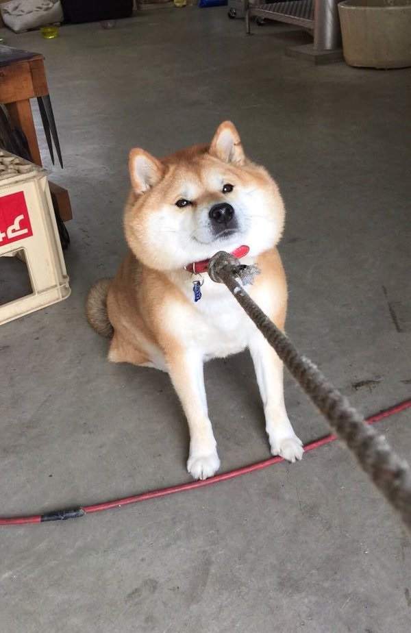 柴柴,doge狗,doge