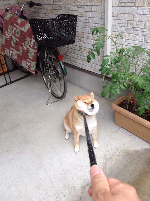 柴柴,doge狗,doge