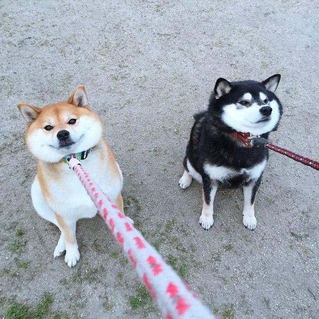 柴柴,doge狗,doge