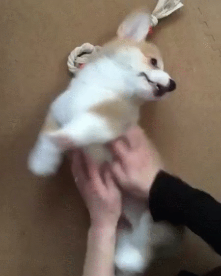 搞笑,GIF,段子
