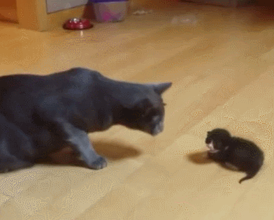 搞笑,GIF,段子