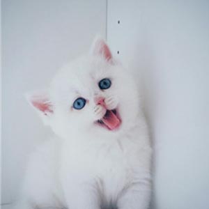 萌宠头像,猫咪头像,动漫头像