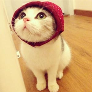 萌宠头像,猫咪头像,动漫头像