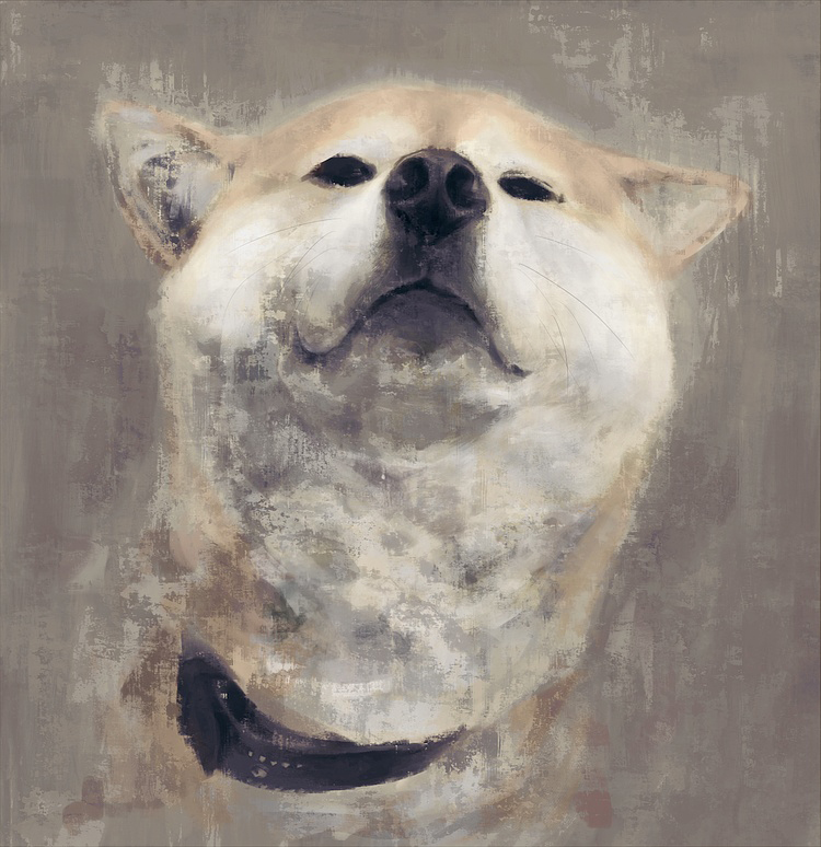 柴犬,汪星人,狗子,