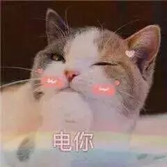 超级可的猫咪表情下载的倔强表情包表情包图片