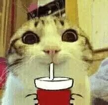 超级可的猫咪表情下载表情包地图片大全快跑图片