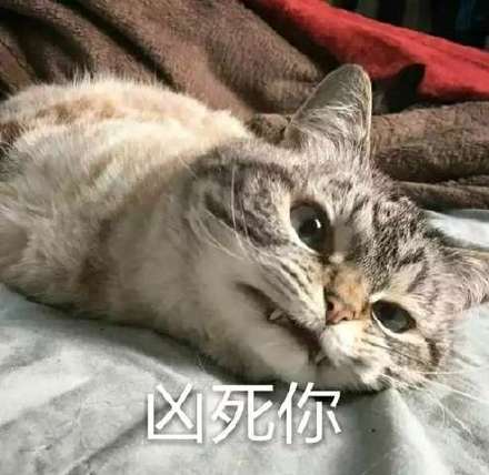 猫咪超凶,qq表情,表情包,斗图