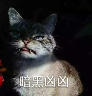 猫咪超凶,qq表情,表情包,斗图