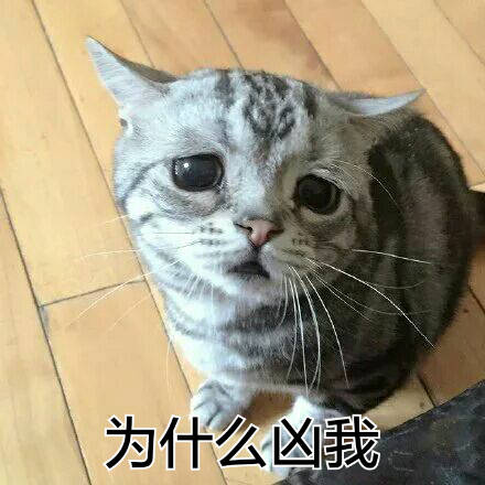 超可爱表情系列猫咪撒个娇萌死你雨刷包表情图片