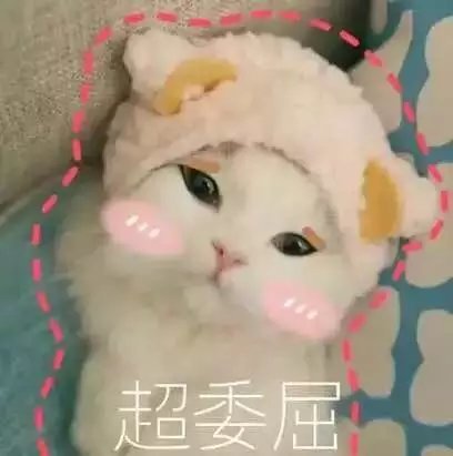 超可爱表情系列猫咪笑喷了的表情动态图片大全撒个娇萌死你图片