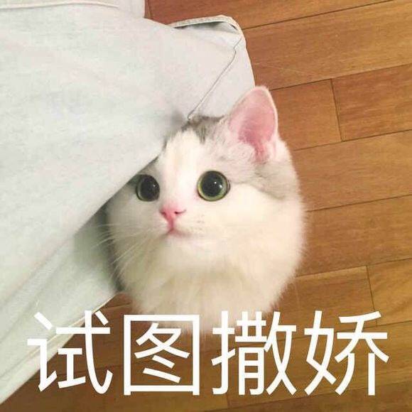 超可爱猫咪系列表情撒个娇萌死你神表情包最新图片