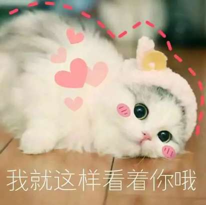 超可爱猫咪系列表情撒个娇萌死你诸葛亮厚颜无耻表情动态包图片