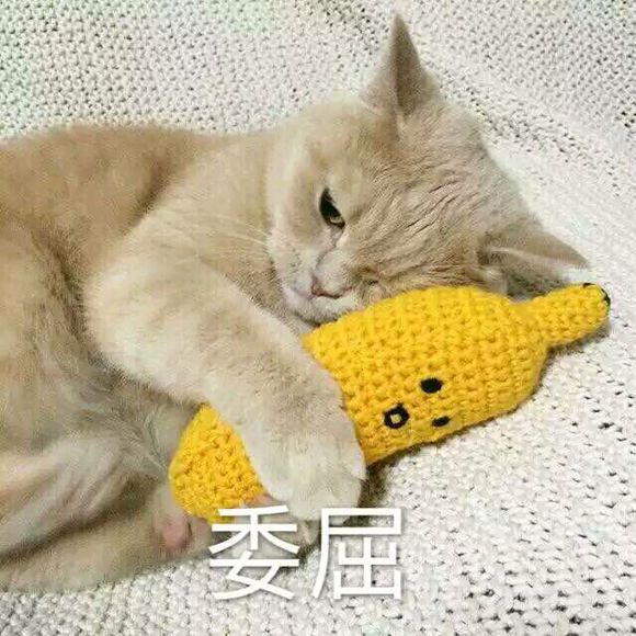 超可爱猫咪系列表情撒个娇萌死你表情包图我你v猫咪的猫图片