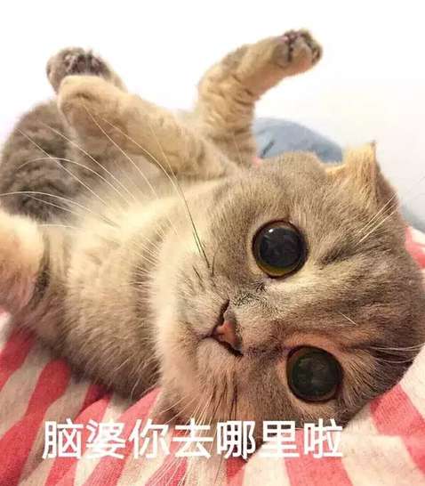 超可爱表情系列表情撒个娇萌死你扇子扇系列猫咪包图片