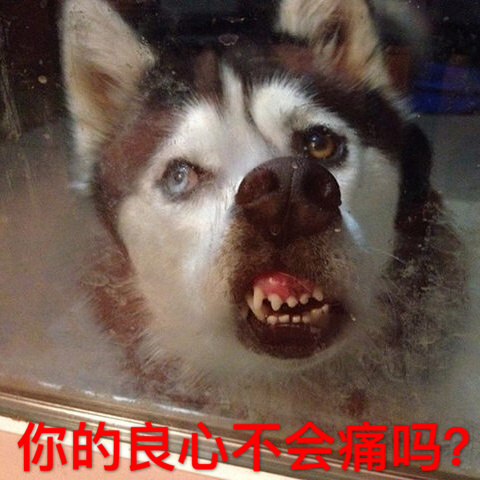 狗狗带字搞笑表情包_动漫新闻_动漫论坛_动漫