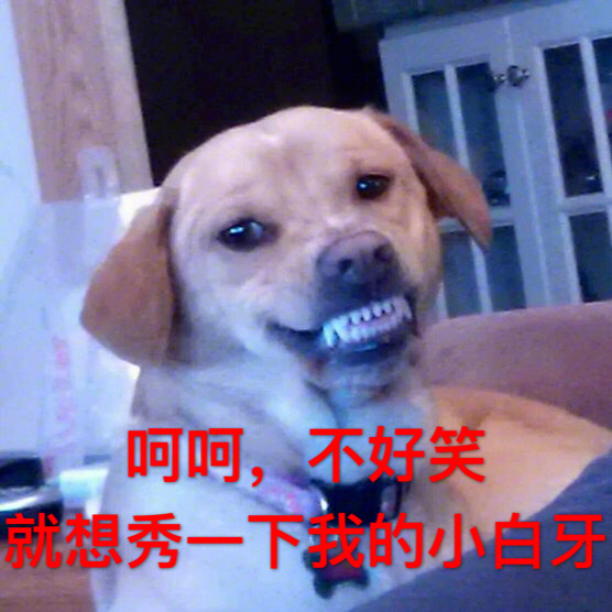狗狗带字搞笑表情包_动漫新闻_动漫论坛_动漫