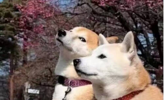 青梅竹马,两小无猜,小清新情侣头像