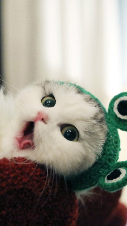 超可爱喵星人小动物手机壁纸_动漫新闻_动漫