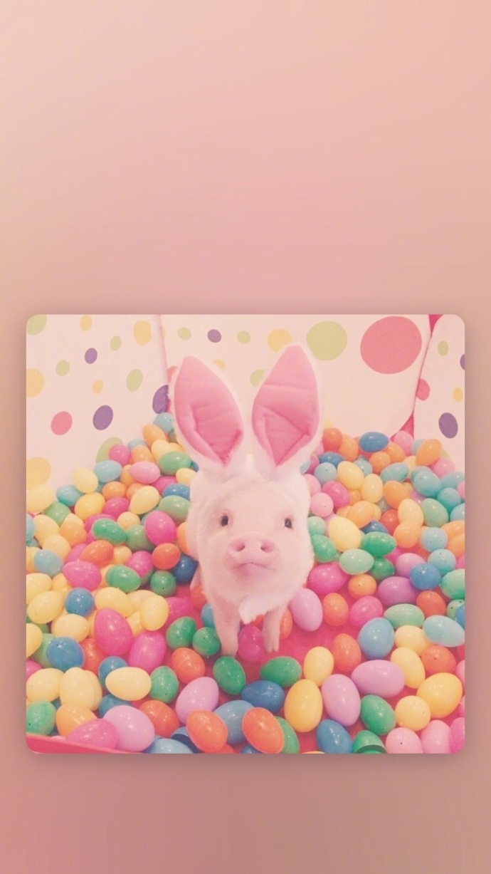 可爱小猪猪手机壁纸下载_动漫新闻_动漫论坛