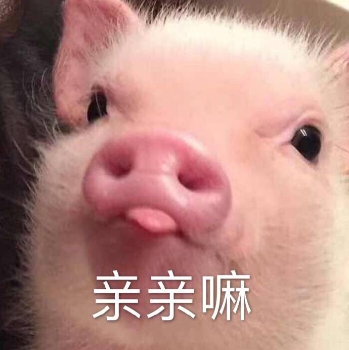 心肥意冷可爱小猪猪表情道理懂我都表情包图图片