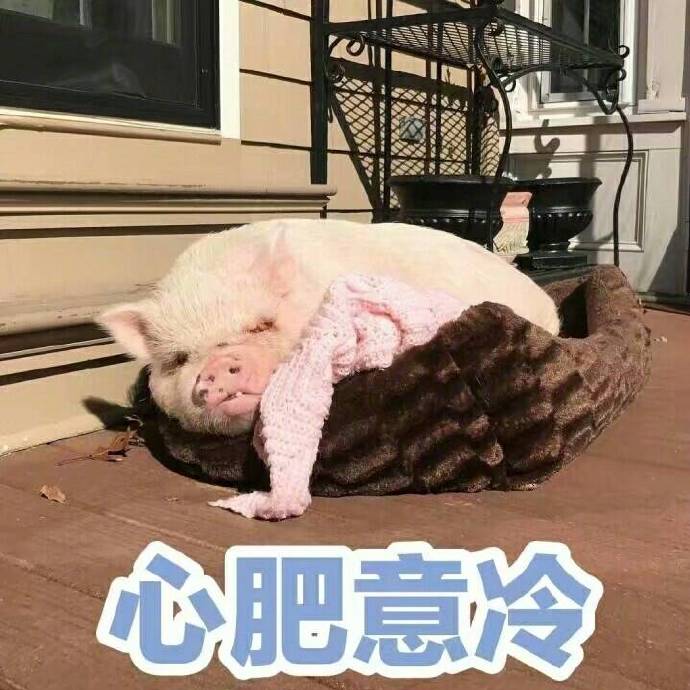 小猪表情包,猪表情包,下载,猪精女孩表情包
