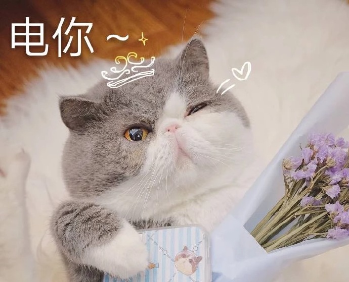 快哄我 超可爱猫咪表情包