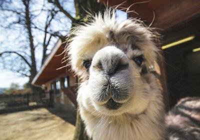 妈!有人用鼻孔瞪我!动物鼻孔沙雕头像