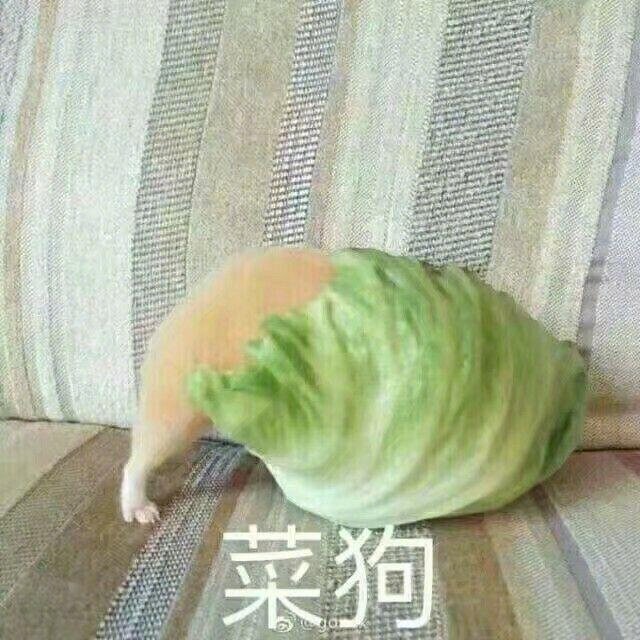 菜狗qq微信表情包