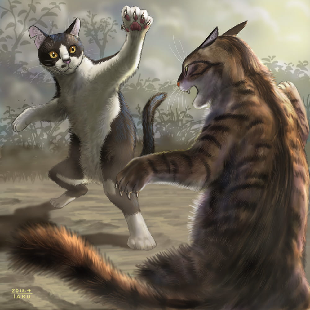猫,喵喵,猫咪,安卓手机主题