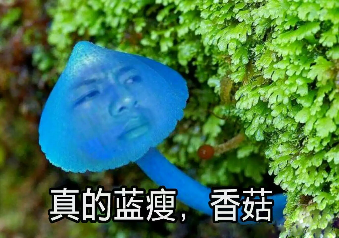 蓝瘦香菇,表情包