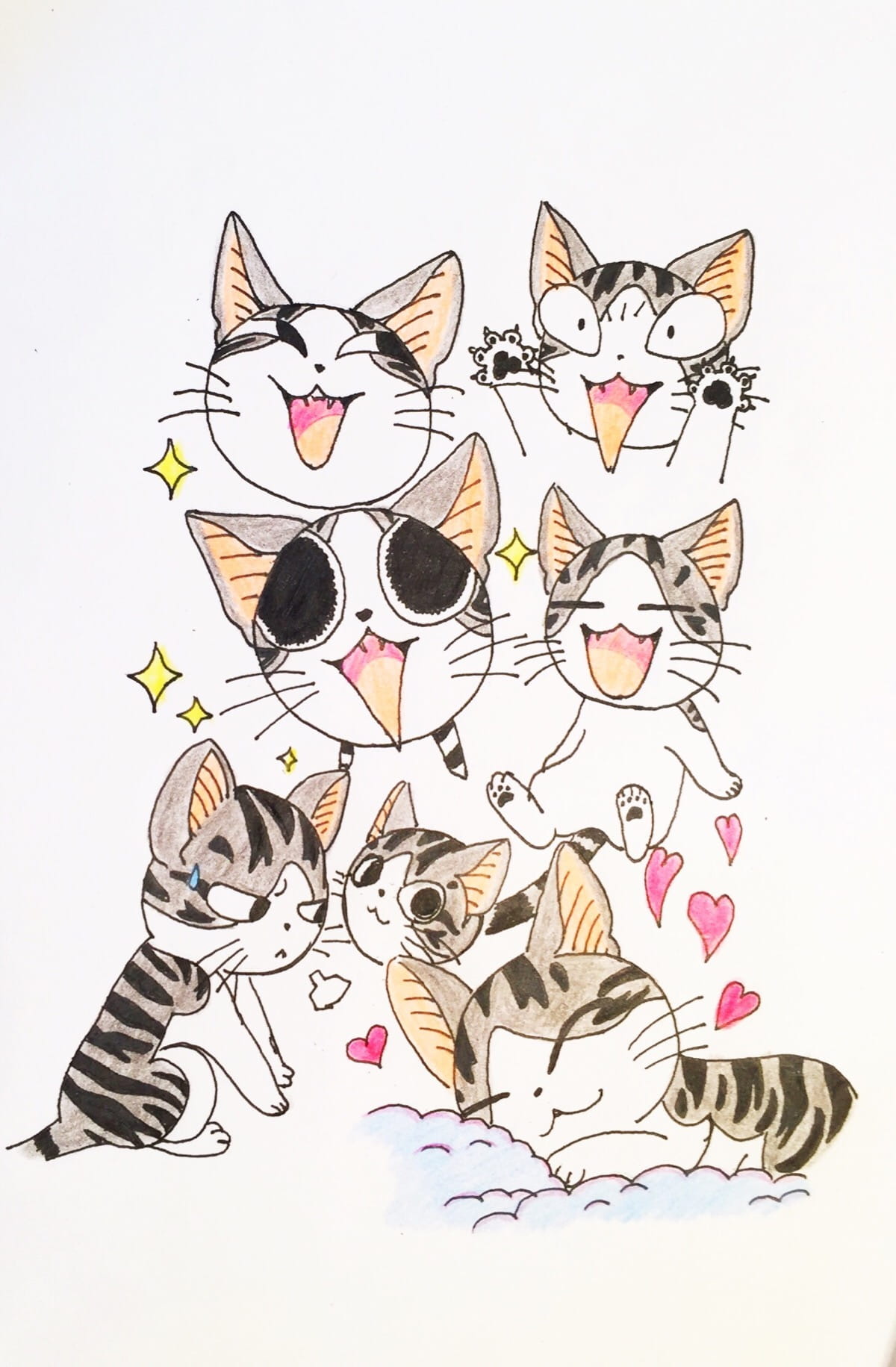 萌宠,私房猫,手机壁纸