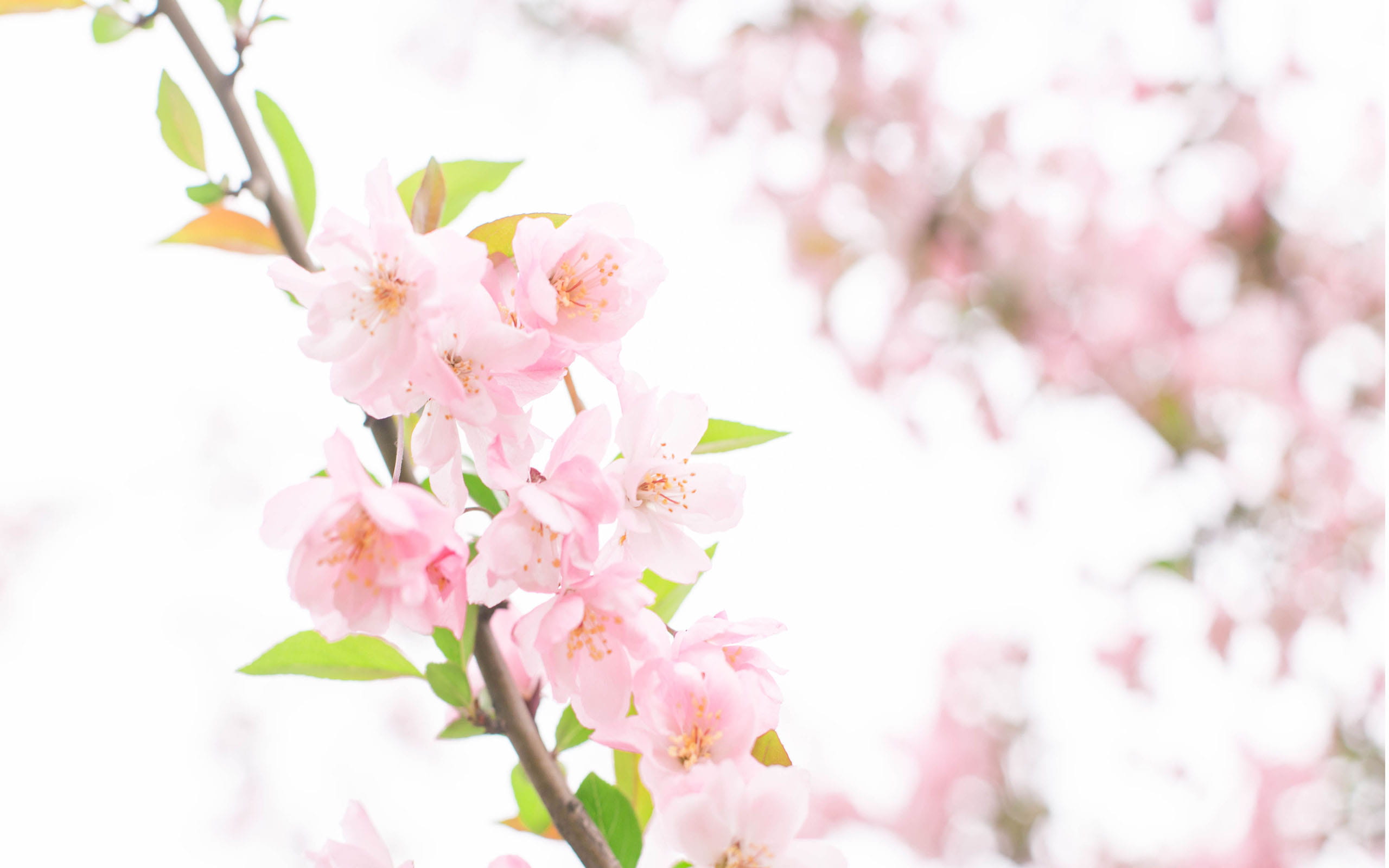 樱花,樱花电脑壁纸,下载,动漫高清电脑壁纸