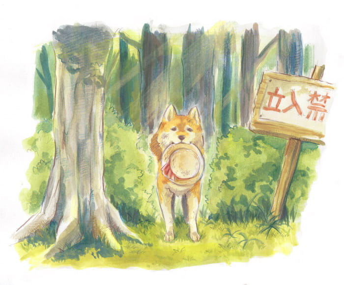 柴犬,汪星人,狗子,