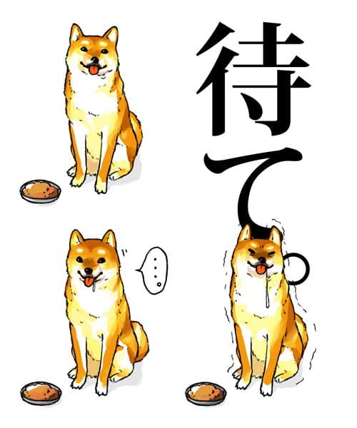 柴犬,汪星人,狗子,