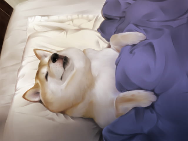 柴犬,汪星人,狗子,