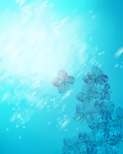 樱花,素材,手机壁纸