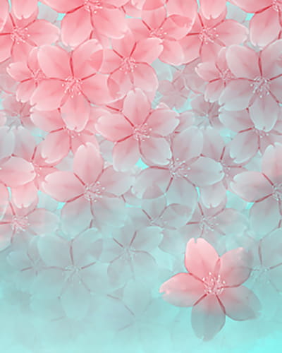 樱花,素材,手机壁纸