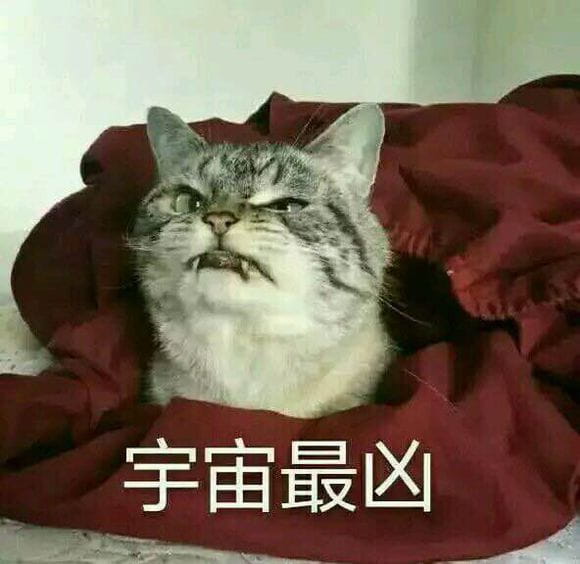 猫咪超凶,qq表情,表情包,斗图