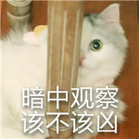 猫咪超凶,qq表情,表情包,斗图