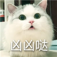 猫咪超凶,qq表情,表情包,斗图