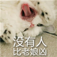 猫咪超凶,qq表情,表情包,斗图