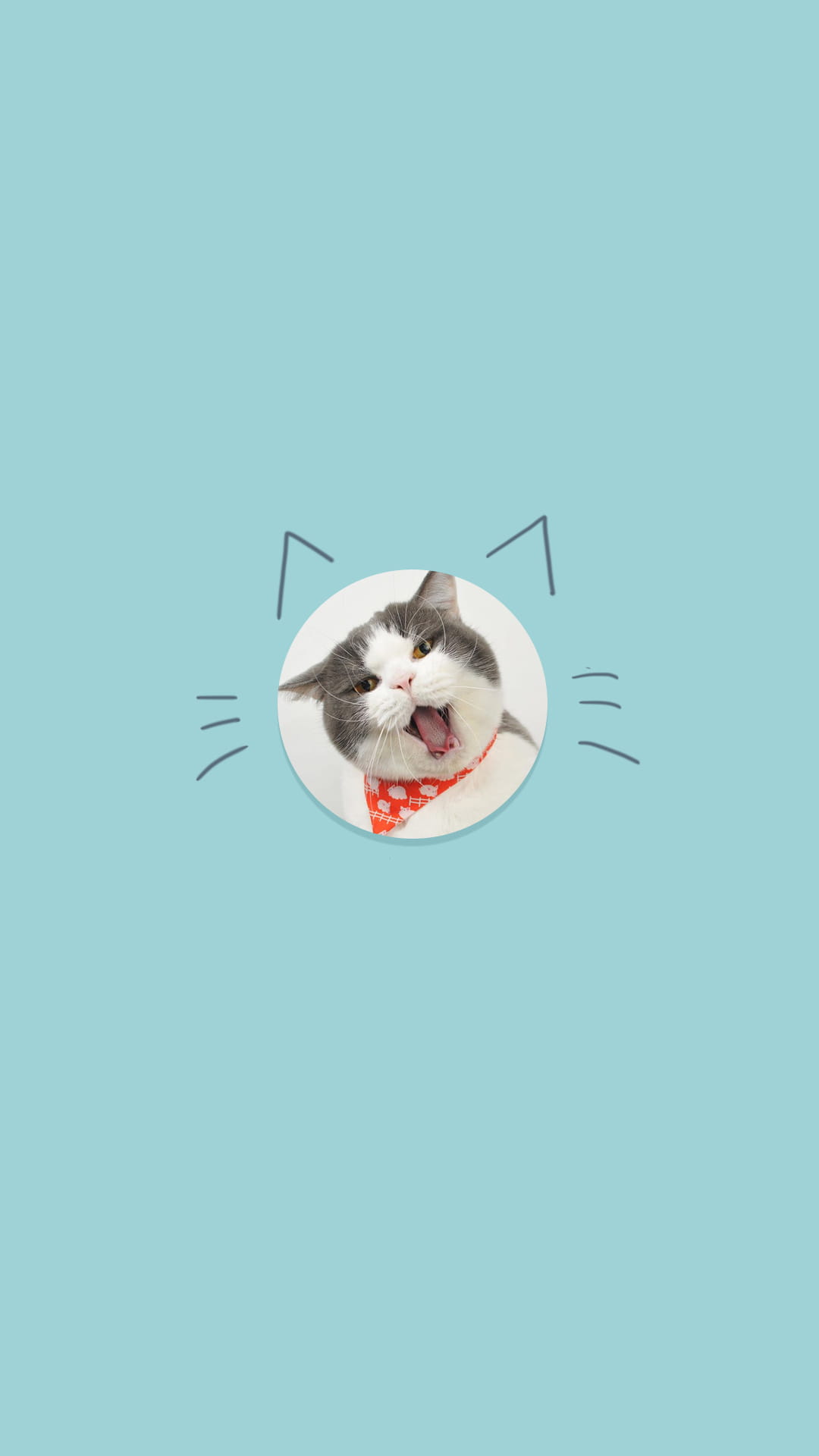 猫咪手机壁纸,喵星人,手机壁纸,下载