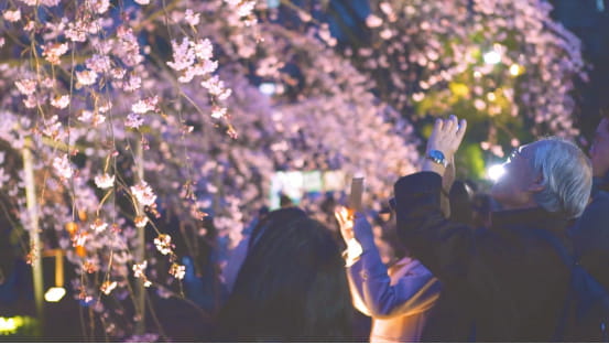 拒绝假樱花！日本东京正确赏樱攻略
