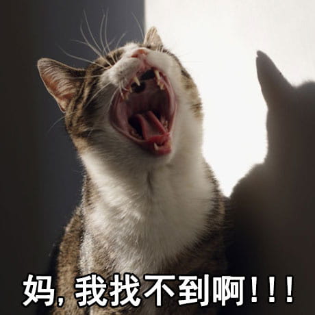 猫咪表情包,妈！,斗图