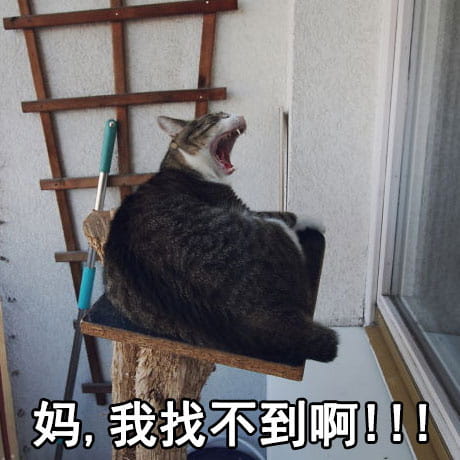 猫咪表情包,妈！,斗图