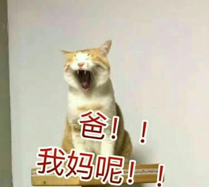 猫咪表情包,妈！,斗图