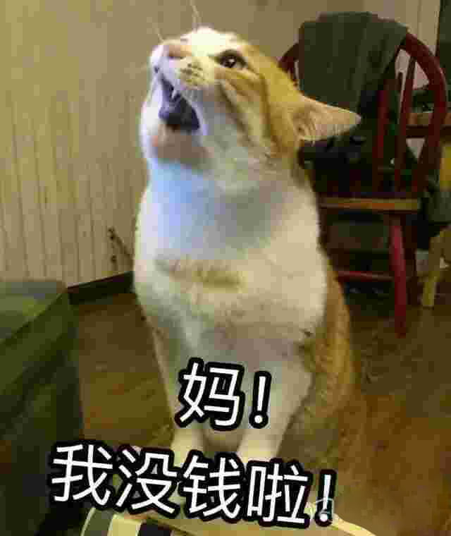 猫咪表情包,妈！,斗图