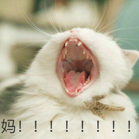 搞笑表情包,动物表情包,小猫表情包